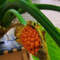 クワズイモ,アロカシア・オドラ,クワズイモの実,ジャイアント　エレファント　イヤー,観葉植物の画像
