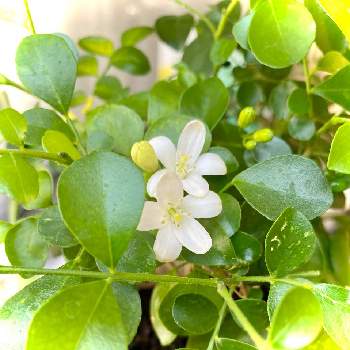 ゲッキツ の一覧 Greensnap グリーンスナップ