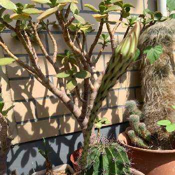 花盛丸の投稿画像一覧 Greensnap グリーンスナップ