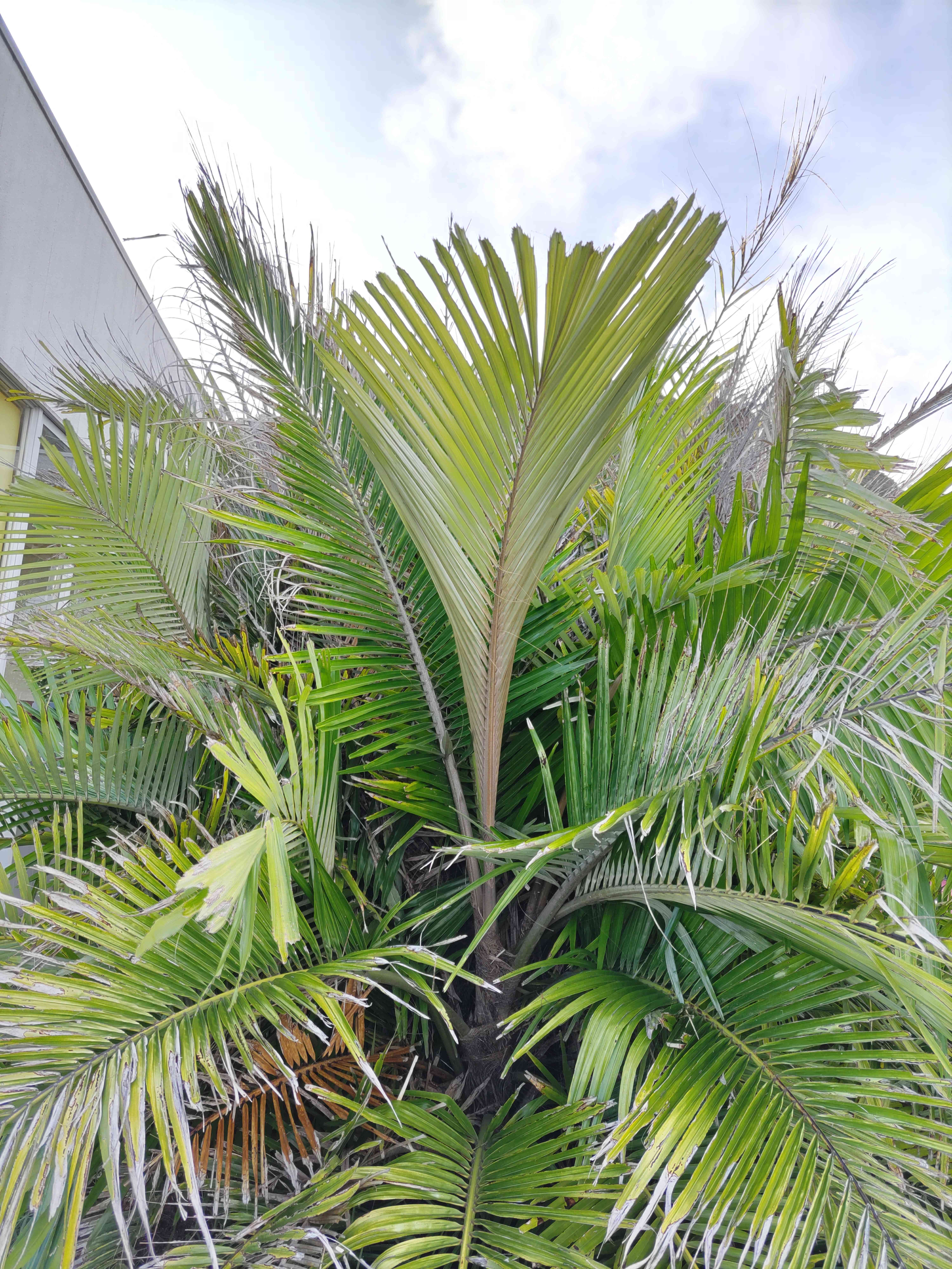 クロツグヤシの一覧｜🍀GreenSnap（グリーンスナップ）