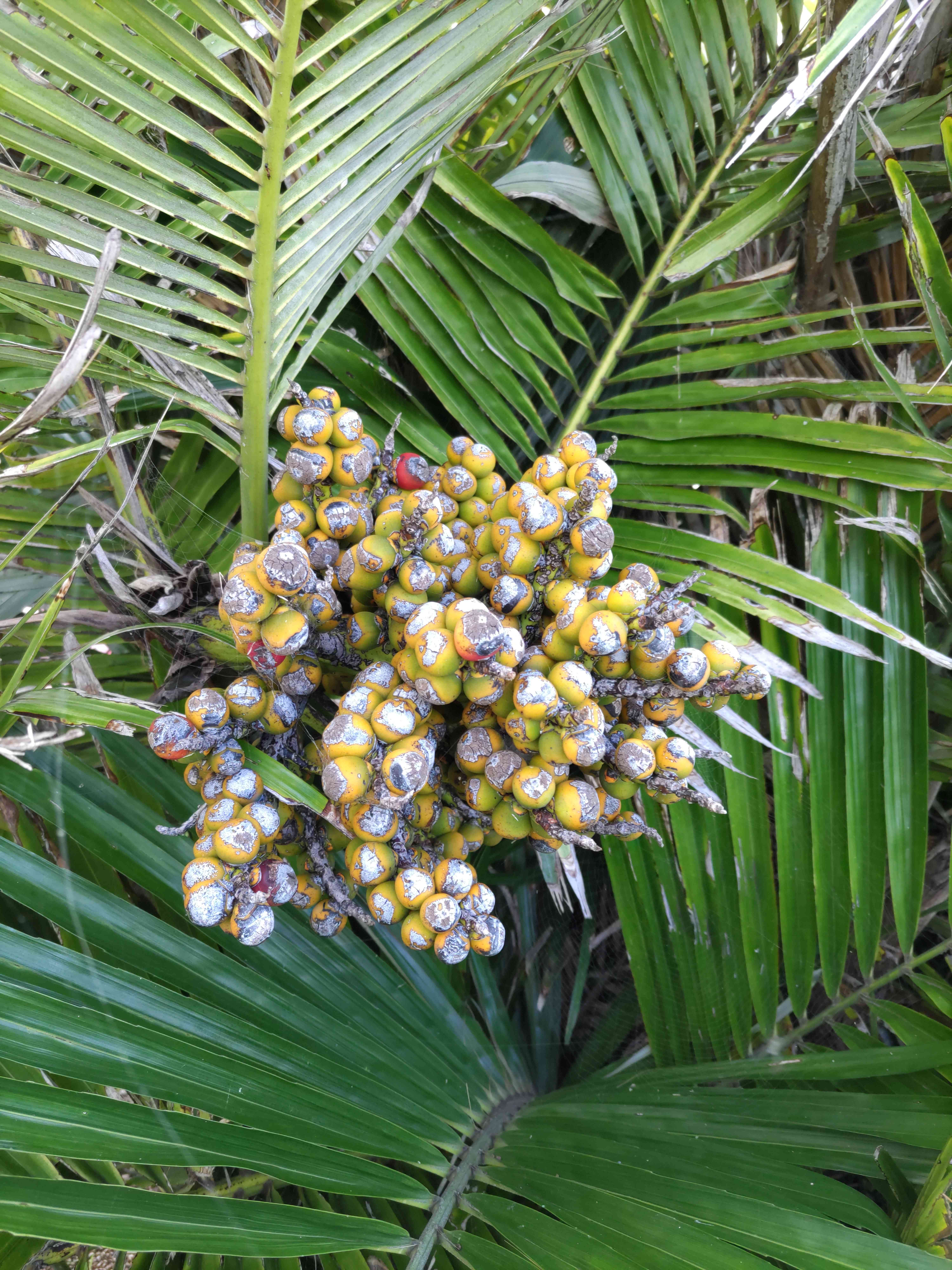 黄金斑入りクロツグヤシ・オーレア耐寒性・耐陰性 黄金斑入りクロツグヤシ・オーレア耐寒性・耐陰性 - メルカリ