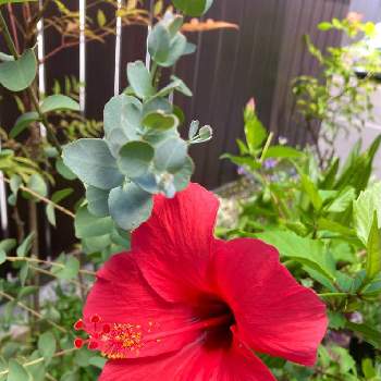ハイビスカス,花のある暮らし,おうち園芸,真っ赤な火曜日,車庫の画像