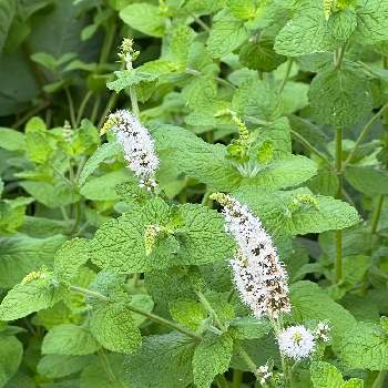 レモンバームの花の投稿画像一覧 Greensnap グリーンスナップ