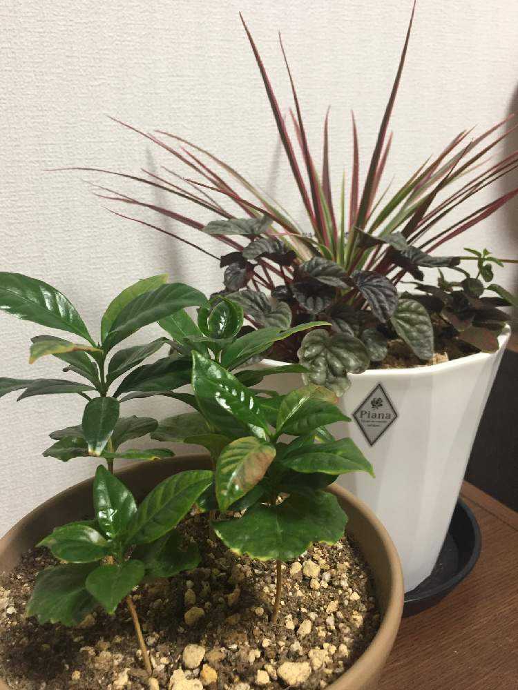 コーヒーの木☕️成長記録｜🍀GreenSnap（グリーンスナップ）