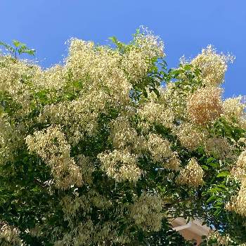 暑さに強いの画像 by manabeさん | お出かけ先と青空。とシマトネリコの花と半常緑高木とシンボルツリーと青と白と白い花と暑さに強い