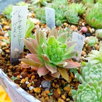 センペルビュームの投稿画像一覧 Greensnap グリーンスナップ