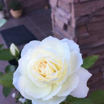 白バラの画像 by あきこさん | 小さな庭とばら バラ 薔薇と薔薇好きと毎日ローズショーと白薔薇.とお家園芸とバラ♪と美しいと綺麗と可愛いと白い花と薔薇♪と白バラとファビュラス✨
