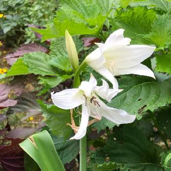 青紫蘇の画像 by ネズナイカさん | 小さな庭とはまゆうと青紫蘇と白い花と癒しと花のある暮らしと美しい花