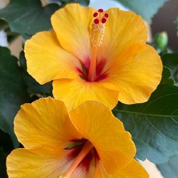 ハイビスカス プチオレンジの投稿画像一覧 Greensnap グリーンスナップ