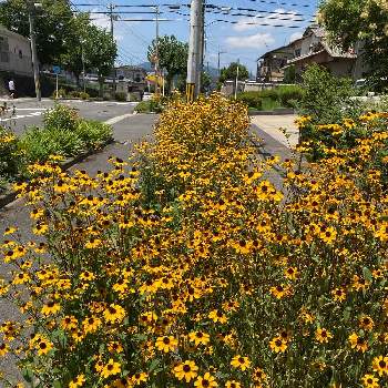 オオハンゴンソウ属の投稿画像一覧 Greensnap グリーンスナップ