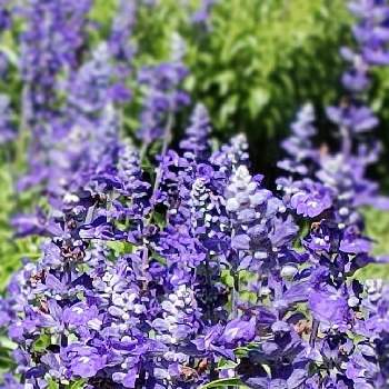 ブルーサルビア,紫の花,花のある暮らし,かわいいお花,ブルーサルビア♡の画像