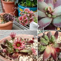 センベルビウム,センペルビウムの花,多肉植物,緑のある暮らし,多肉植物のある暮らしの画像
