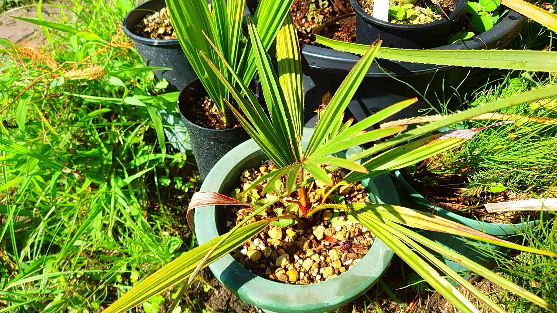 セレノア レペンス セレノア レペンスの一覧｜🍀GreenSnap（グリーンスナップ）