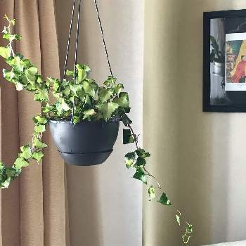 マーガレットアイビーの投稿画像一覧 Greensnap グリーンスナップ