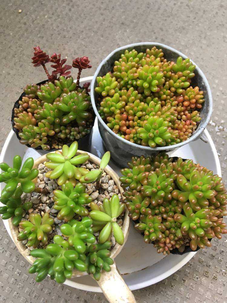 多肉植物ホワイトワンダー ＋ 虹の玉 カット 葉挿し