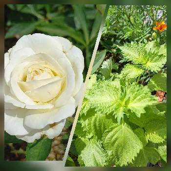 癒されます♡の画像 by グリーンバムさん | 小さな庭と青しそとミニバラ・グランドホワイトとウクライナに平和をと癒されます♡とおうち園芸と花のある暮らしと薔薇大好き