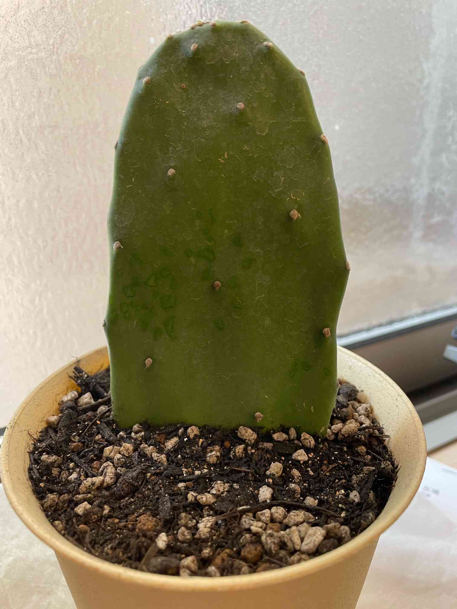 オプンチア｜🍀GreenSnap（グリーンスナップ）