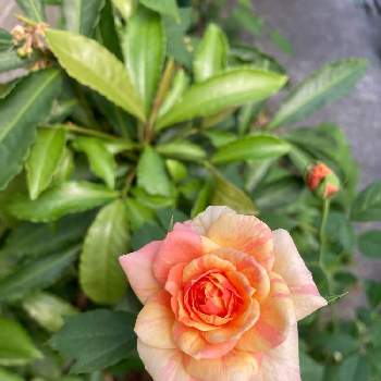 Junk Sweet Garden Tef Tef の投稿画像一覧 Greensnap グリーンスナップ