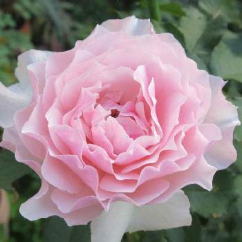 香りのバラの画像 by hinataさん | 小さな庭とバラ エウリディーチェと日向とロサオリの薔薇とバラ・ミニバラと香りのバラと地植え