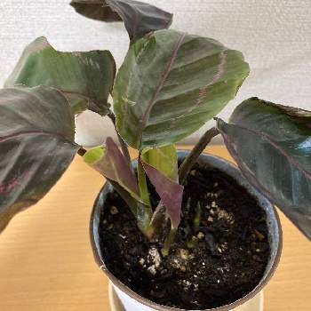 カラテア ドッティの投稿画像一覧 Greensnap グリーンスナップ カラテア ドッティの投稿画像一覧 Greensnap グリーンスナップ