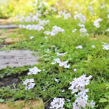 ダイカンドラ の葉の投稿画像一覧 Greensnap グリーンスナップ