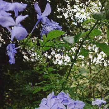 ルリマツリ(プルンパーゴ)の画像 by ちっちさんさん | 広い庭とルリマツリとルリマツリ(プルンパーゴ)と鉢植えと花のある暮らし