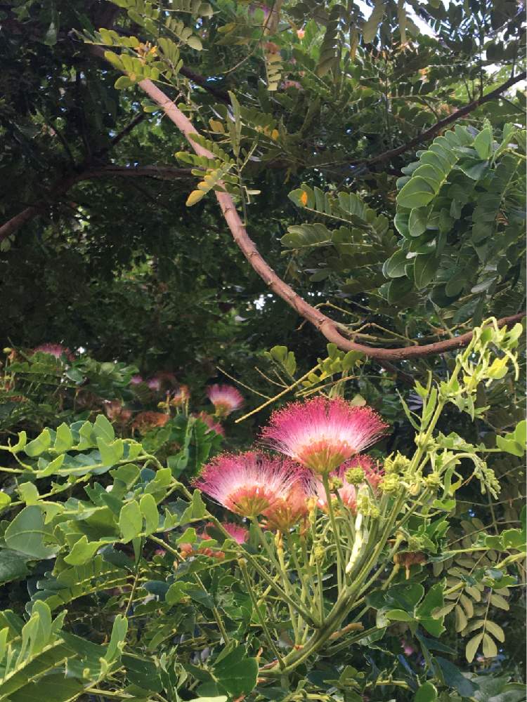 モンキーポッドの投稿画像 By シェリーさん お出かけ先 22月8月2日 Greensnap グリーンスナップ Greensnap グリーンスナップ