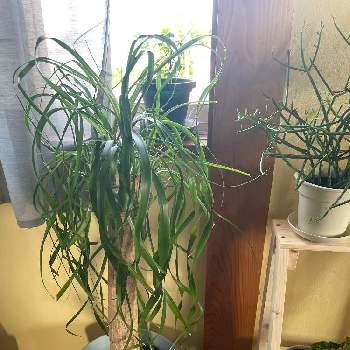 マーガレットアイビーの投稿画像一覧 Greensnap グリーンスナップ