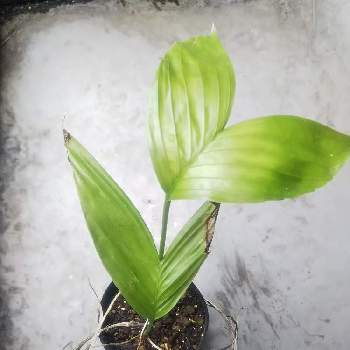 チャメドレア属の投稿画像一覧 Greensnap グリーンスナップ