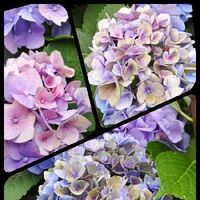 ハイドランジア,紫陽花　あじさい　アジサイ,おうち園芸,小さな庭の画像