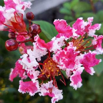 ひらひらの花ビラの一覧 Greensnap グリーンスナップ