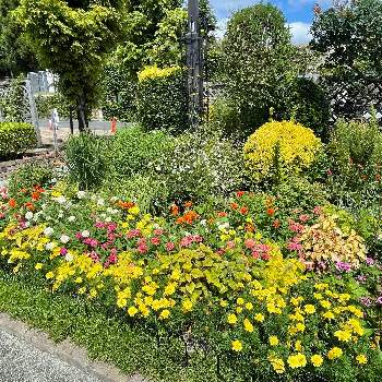 ハート❤の画像 by fumi*sanさん | お出かけ先とボランティア花壇と犬とお散歩と癒しの色とピンクの花と花のある風景と観光地とお気に入り♡と花壇と思い出の花と散歩と癒しの風景とハーブと癒しの花と花いろいろと癒しの庭とハート❤
