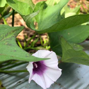 サツマイモの花の投稿画像一覧 Greensnap グリーンスナップ