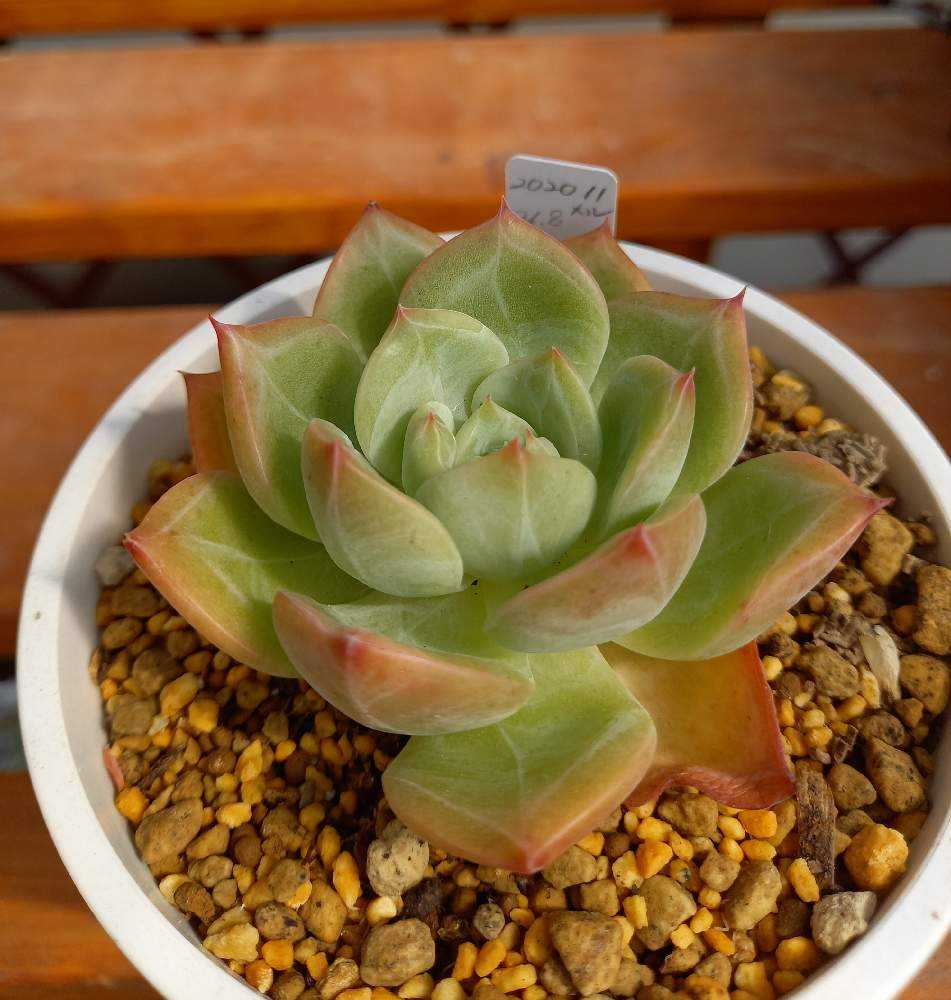 64A💐🌹💐スイレン スリョン ウォーターリリー｜🍀GreenSnap（グリーン