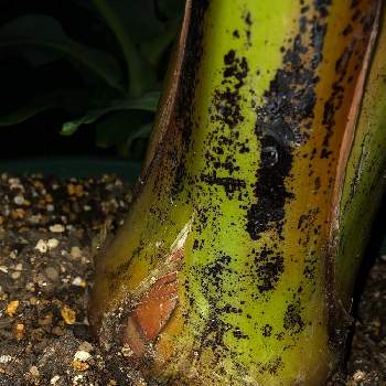 モンキーナババ同好会の画像 by わかつきさん | 小さな庭とバナナ栽培とスパルタン育成とバナナ同好会とモンキーナババ同好会とバナナ✨