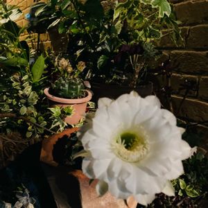 短毛丸,スズメウリ,スイコウカン,コリウス レッドヘッド, サボテンの画像