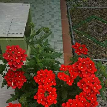 情熱の赤の画像 by フィリップモリスさん | 小さな庭と花手毬〜絢(あや)〜と花のある暮らしと猛暑日と情熱の赤とおうち園芸