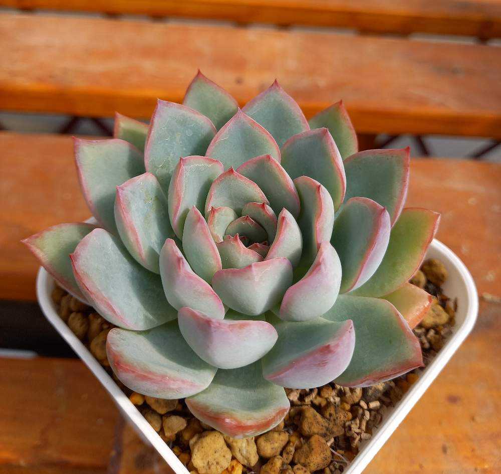 多肉植物　ハオルヤ 多肉植物 ハオルヤ 【公式通販】