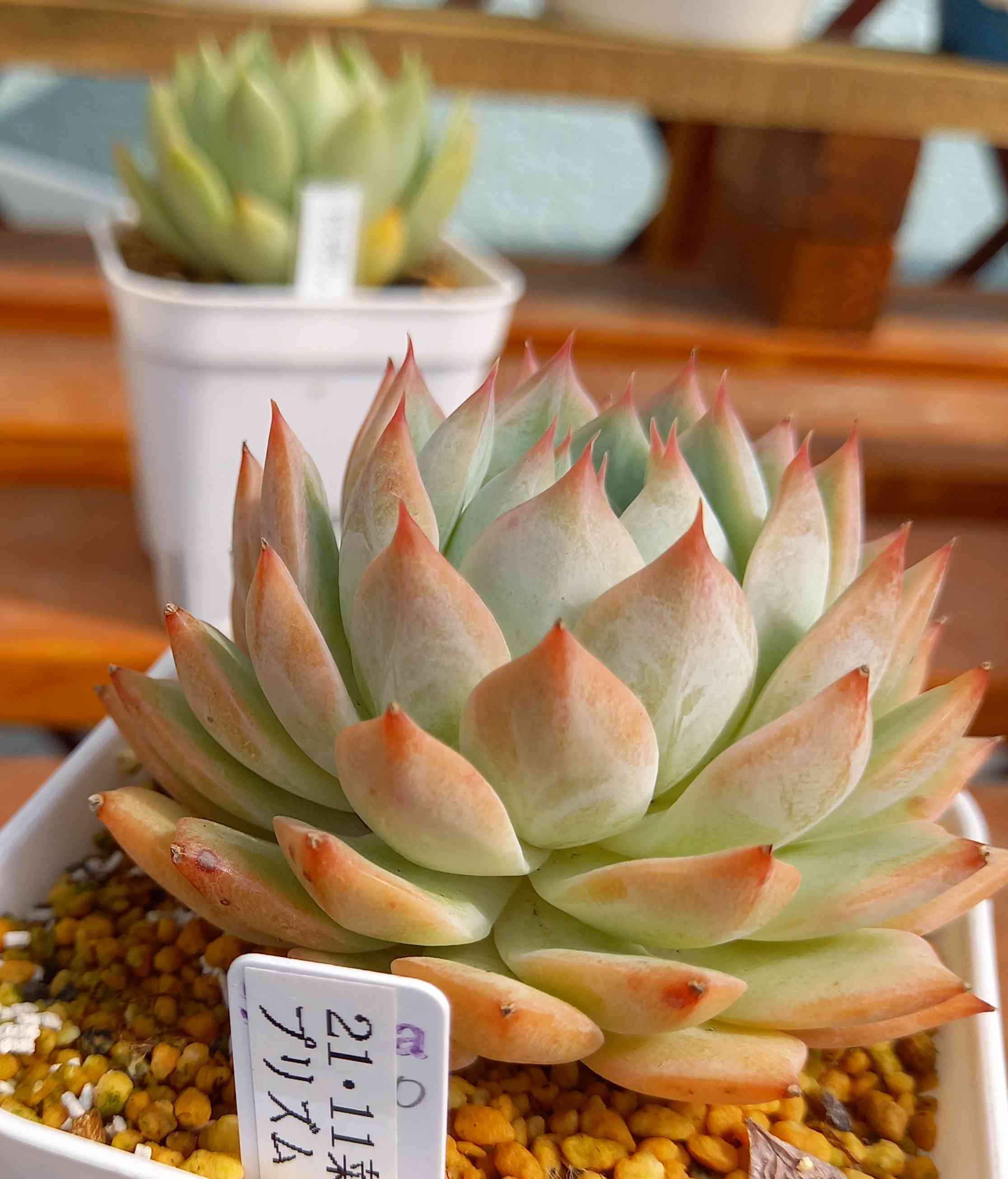 1659475116673_89601_20220803_0