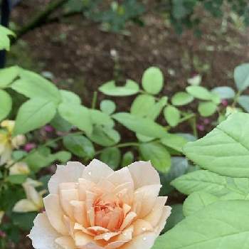 四季咲ばらの画像 by keychanさん | 千葉県と京成バラ園と中香と薔薇♪とシュラブ（Shrub）と四季咲ばらと紅茶の香りのバラ