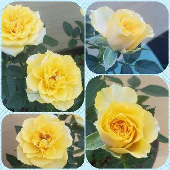 お花に癒されて❤️の画像 by ナナママさん | 小さな庭とミニ バラと色がきれーい❤️とガーデニング♥とばら大好きと可愛い〜♡とお花に癒されて❤️とバラに夢中