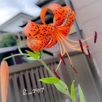 熱中症にご注意！の画像 by hiro2917さん | 小さな庭とオニユリ (鬼百合)とオレンジ色♪と元気のでる花と熱中症にご注意！とコロナに負けるな‼️と花いろいろと花のある暮らし