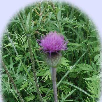 アザミの投稿画像一覧 Greensnap グリーンスナップ