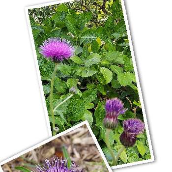 アザミの投稿画像一覧 Greensnap グリーンスナップ