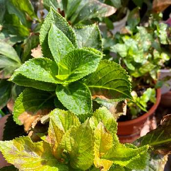 大栄花園の投稿画像一覧 Greensnap グリーンスナップ