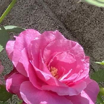 今日も、頑張りましょう❣️の画像 by MIRUMOさん | 小さな庭と好きな色とStop the war！と癒しと今日も、頑張りましょう❣️と応援花❤️と❤️M.family❤️と可愛いと花のある暮らしと仲良しリレー( 〃▽〃)と♡My garden♡と頑張れ❗️日本