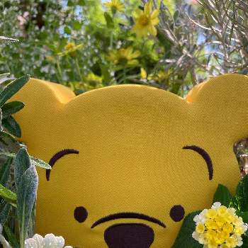 ガザニア ビースト シルバーフォックスの投稿画像一覧 Greensnap グリーンスナップ