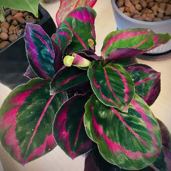 カラテア ドッティの投稿画像一覧 Greensnap グリーンスナップ カラテア ドッティの投稿画像一覧 Greensnap グリーンスナップ