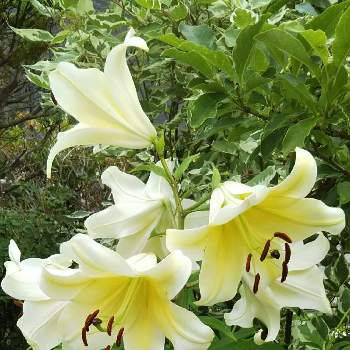 ユリの花の画像 by ひしやんよさん | 小さな庭とコンカドールといい香りとユリの花と緑のある暮らしと北海道
