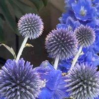 アザミ,ルリタマアザミ,デルフィニウム,今日のお花の画像